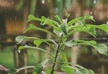 在意外的轉(zhuǎn)折中植物在下雨時會進(jìn)入緊急狀態(tài)