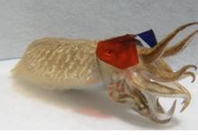研究表明墨魚(yú)比人類(lèi)更享受3D電影