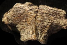 科學(xué)家用顯微鏡觀測恐龍軟骨發(fā)現(xiàn)了一群保存完好的細(xì)胞