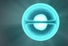 胸腺中的細(xì)胞競爭對于健康的生物至關(guān)重要