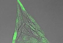 具有生物活性的納米膠囊可劫持細胞行為