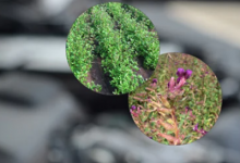 在科學(xué)的幫助下 植物促進了可生物降解的基礎(chǔ)油的發(fā)展
