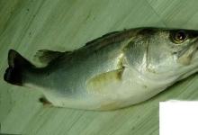 日常生活:常見的海魚你認(rèn)識(shí)多少