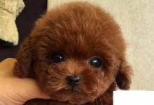 日常生活:泰迪犬怎么養(yǎng)才聽(tīng)話