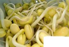 日常生活：家庭自制黃豆芽 在家自己生黃豆芽