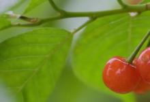 日常生活:吃櫻桃對(duì)身體有什么好處和壞處