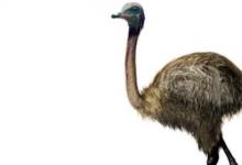 日常生活：恐鳥(niǎo)究竟是怎么滅絕的