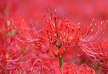 日常生活:家里千萬不能養(yǎng)的6種花有哪些
