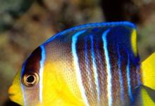 日常生活:魚(yú)兒嘴巴一張一合是干什么