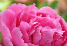 日常生活:中國結(jié)婚證上的花卉是什么花