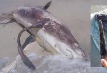 研究揭開(kāi)鯊魚(yú)劍戰(zhàn)之謎
