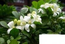 日常生活:驅(qū)蚊植物驅(qū)蚊草有哪些有用嗎