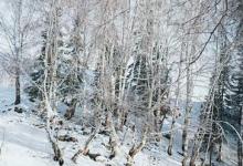 日常生活:大雪過(guò)后為什么會(huì)覺(jué)得格外寂靜