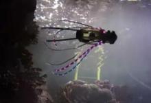 魷魚機(jī)器人像真正的魷魚一樣移動來拍攝珊瑚和魚