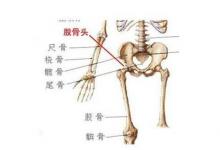 日常生活：股骨頭在人體的哪個位置及作用