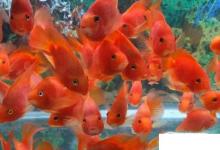 日常生活:紅鸚鵡魚(yú)怎么養(yǎng)