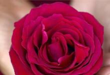 日常生活:花要葉扶下一句應(yīng)該是什么