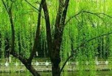 日常生活:碧玉妝成一樹(shù)高的妝是什么意思