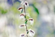 日常生活：柳絮是什么柳絮怎么防護(hù)