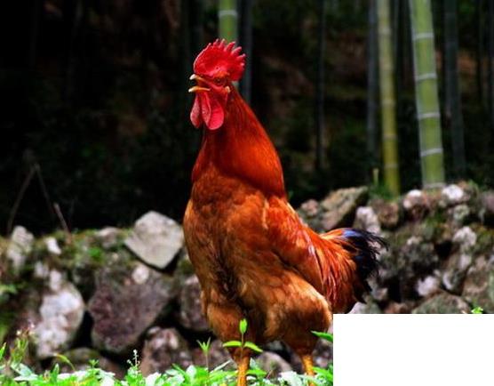 公雞一般什么時(shí)候打鳴？