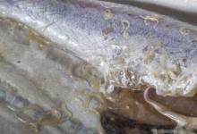 研究稱生魚(yú)中寄生蟲(chóng)的數(shù)量急劇增加