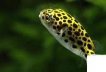 日常生活:潛水艇魚怎么養(yǎng)