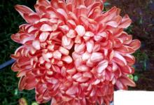 日常生活:教你認(rèn)識(shí)菊花的種類(lèi)