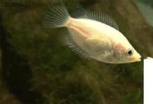 日常生活：接吻魚(yú)為什么會(huì)接吻