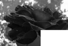 日常生活:黑玫瑰花語(yǔ)是什么