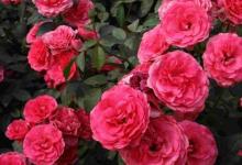 日常生活:月季花的養(yǎng)殖方法和注意事項(xiàng)是什么