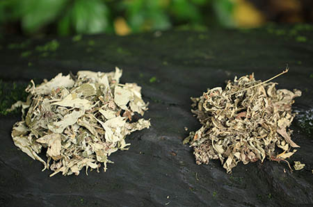 郁金香簡(jiǎn)筆畫步驟3
