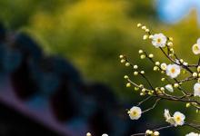 幼兒園花水仙簡筆畫