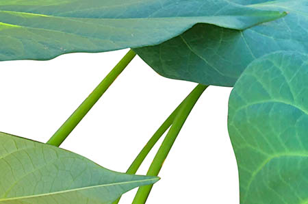 埃及金字塔簡(jiǎn)筆畫彩色3