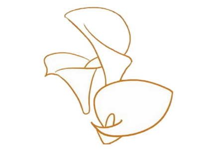 馬蹄蓮簡(jiǎn)筆畫(huà)步驟3