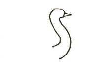 鴕鳥(niǎo)色簡(jiǎn)筆畫(huà)
