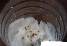 日常生活：陽(yáng)臺(tái)種菜蔬菜種子如何催芽、育苗