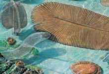 日常生活:為什么埃迪卡拉生物群奇妙無比