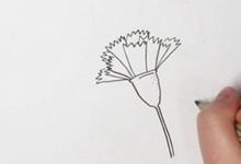 康乃馨如何畫(huà)簡(jiǎn)單的筆畫(huà)？