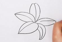 百合花如何畫(huà)簡(jiǎn)單的筆畫(huà)？