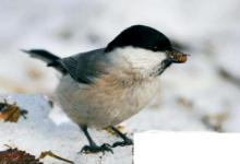 日常生活:貝子鳥(niǎo)怎么分公母