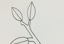 冬青簡(jiǎn)筆畫顏色