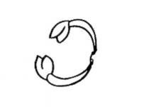 蝎子怎么畫(huà)簡(jiǎn)筆畫(huà)可愛(ài)？
