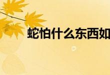 蛇怕什么東西如何驅蛇（蛇怕什么）