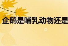 企鵝是哺乳動(dòng)物還是鳥(niǎo)（企鵝是哺乳動(dòng)物嗎）