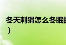 冬天刺猬怎么冬眠的圖片（刺猬冬天會(huì)冬眠嗎）