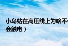 小鳥站在高壓線上為啥不會(huì)觸電（小鳥站在高壓線為什么不會(huì)觸電）