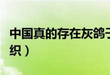 中國(guó)真的存在灰鴿子組織嗎（灰鴿子是什么組織）