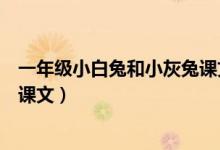 一年級(jí)小白兔和小灰兔課文讀后感(一年級(jí)小白兔和小灰兔課文)