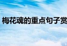 梅花魂的重點句子賞析（梅花魂原文及賞析）