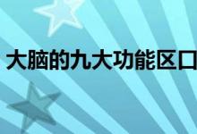 大腦的九大功能區(qū)口訣(大腦的九大功能區(qū))